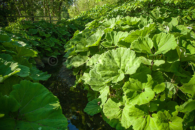 Hestehov. R�d Hestehov voksende p� brinkerne af M�l�v �. Ogs� kendt som skr�ppe, tordenskr�ppe, pestilensurt; Petasites hybridus; M�l�v; ; ; Planter; R�rhannede, Asteranae, Kurveblomst-familien, Asteraceae, Compositae