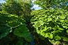 Hestehov. R�d Hestehov voksende p� brinkerne af M�l�v �. Ogs� kendt som skr�ppe, tordenskr�ppe, pestilensurt Petasites hybridus M�l�v   Planter R�rhannede, Asteranae, Kurveblomst-familien, Asteraceae, Compositae