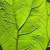 Hestehov. R�d Hestehov voksende p� brinkerne af M�l�v �. Ogs� kendt som skr�ppe, tordenskr�ppe, pestilensurt Petasites hybridus M�l�v   Planter R�rhannede, Asteranae, Kurveblomst-familien, Asteraceae, Compositae