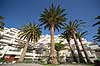 Palmer. Palmetr�er ved swimmingpoolen p� hotel p� Lanzarote i De Kanariske �er  Lanzarote / Costa Teguise Spanien   Ferie, rejser