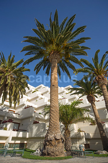 Palmer. Palmetr�er ved swimmingpoolen p� hotel p� Lanzarote i De Kanariske �er; ; Lanzarote / Costa Teguise; Spanien; ; ; Ferie, rejser