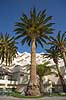 Palmer. Palmetr�er ved swimmingpoolen p� hotel p� Lanzarote i De Kanariske �er  Lanzarote / Costa Teguise Spanien   Ferie, rejser