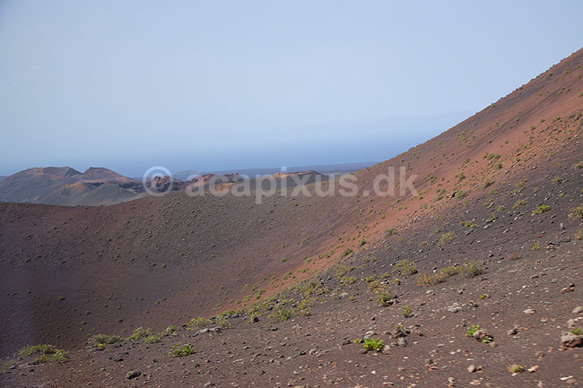 Lanzarote. Pionerplanter vokser i vulkanlandskab i Timanfaya Nationalparken p� Lanzarote i De Kanariske �er; ; Parque Nacional de Timanfaya / Lanzarote; Spanien; ; ; Vulkaner, vulkanisme, vulkan, lava