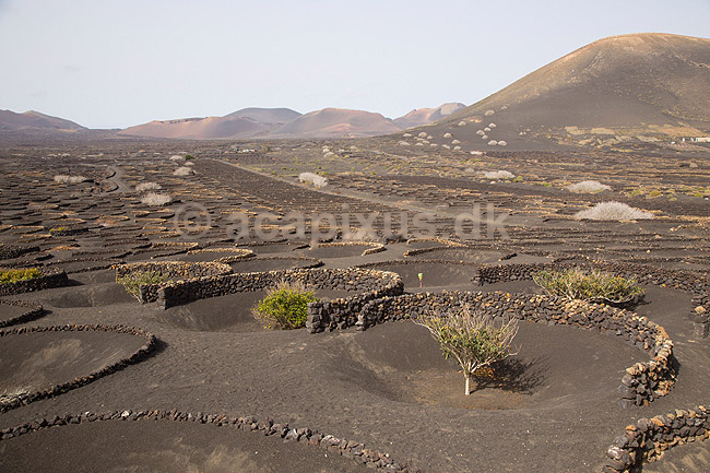 Lanzarote. Vin dyrkes bag l�sk�rme bygget af lavasten ved Bodega La Geria p� Lanzarote i De Kanariske �er; ; Bodega La Geria / Lanzarote; Spanien; ; ; Vulkaner, vulkanisme, vulkan, lava, landbrug