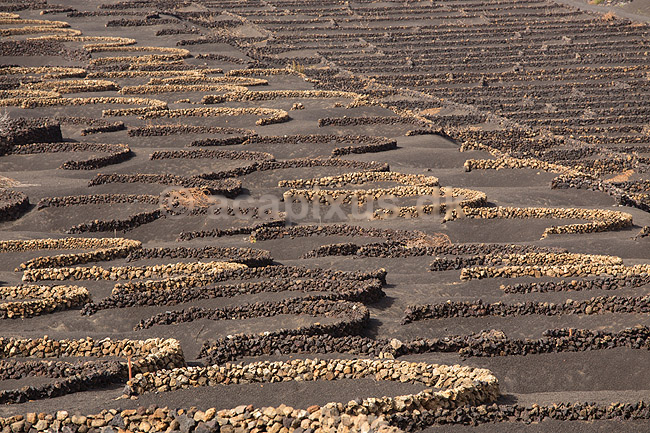 Lanzarote. Vin dyrkes bag l�sk�rme bygget af lavasten ved Bodega La Geria p� Lanzarote i De Kanariske �er; ; Bodega La Geria / Lanzarote; Spanien; ; ; Vulkaner, vulkanisme, vulkan, lava, landbrug