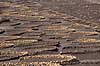 Lanzarote. Vin dyrkes bag l�sk�rme bygget af lavasten ved Bodega La Geria p� Lanzarote i De Kanariske �er  Bodega La Geria / Lanzarote Spanien   Vulkaner, vulkanisme, vulkan, lava, landbrug