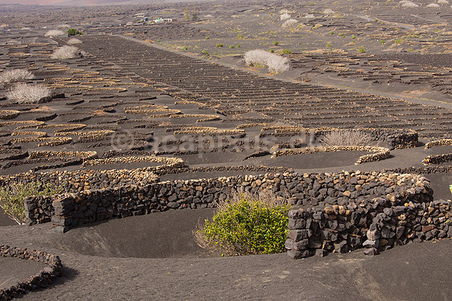 Lanzarote. Vin dyrkes bag l�sk�rme bygget af lavasten ved Bodega La Geria p� Lanzarote i De Kanariske �er; ; Bodega La Geria / Lanzarote; Spanien; ; ; Vulkaner, vulkanisme, vulkan, lava, landbrug