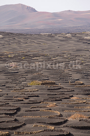 Lanzarote. Vin dyrkes bag l�sk�rme bygget af lavasten ved Bodega La Geria p� Lanzarote i De Kanariske �er; ; Bodega La Geria / Lanzarote; Spanien; ; ; Vulkaner, vulkanisme, vulkan, lava, landbrug