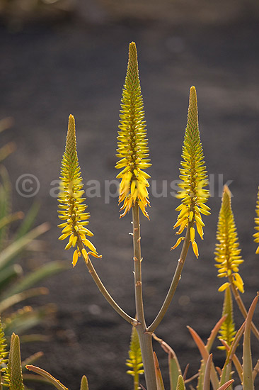 Aloe. Blomst af aloe p� Lanzarote i De Kanariske �er; Aloe barbadensis (Aloe vera), Liliaceae; Lanzarote / Costa Teguise; Spanien; ; Planter; 