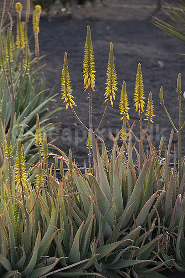 Aloe. Blomst af aloe p� Lanzarote i De Kanariske �er; Aloe barbadensis (Aloe vera), Liliaceae; Lanzarote / Costa Teguise; Spanien; ; Planter; 