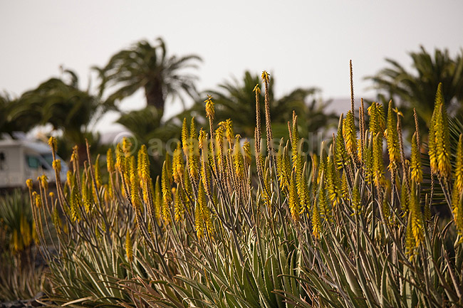Aloe. Blomst af aloe p� Lanzarote i De Kanariske �er; Aloe barbadensis (Aloe vera), Liliaceae; Lanzarote / Costa Teguise; Spanien; ; Planter; Jardin de Cactus