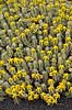 Kaktus. Kaktus fra Etiopien i Cactus Garden Guatiza p� Lanzarote i De Kanariske �er Euphorbia polyacantha Lanzarote / Guatiza Spanien  Planter succulent, succulenter, sukkulent, sukkulenter
