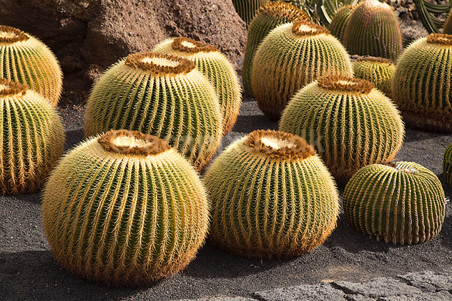 Kaktus. Kaktus i Cactus Garden Guatiza p� Lanzarote i De Kanariske �er; Echinocactus grusonii; Lanzarote / Guatiza; Spanien; ; Planter; succulent, succulenter, sukkulent, sukkulenter