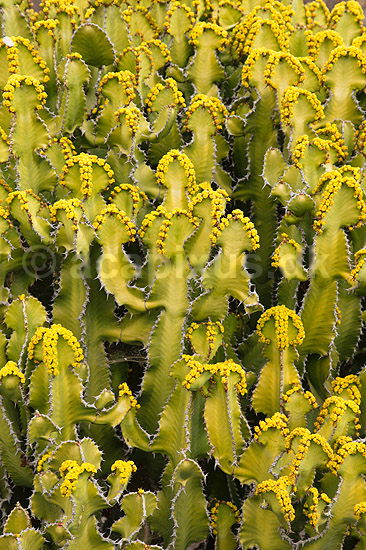 Kaktus. Kaktus i Cactus Garden Guatiza p� Lanzarote i De Kanariske �er; Euphorbia; Lanzarote / Guatiza; Spanien; ; Planter; succulent, succulenter, sukkulent, sukkulenter