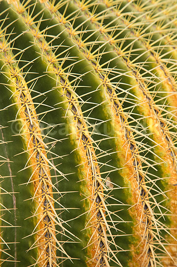 Kaktus. Kaktus i Cactus Garden Guatiza p� Lanzarote i De Kanariske �er; Echinocactus grusonii; Lanzarote / Guatiza; Spanien; ; Planter; succulent, succulenter, sukkulent, sukkulenter