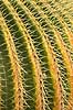Kaktus. Kaktus i Cactus Garden Guatiza p� Lanzarote i De Kanariske �er Echinocactus grusonii Lanzarote / Guatiza Spanien  Planter succulent, succulenter, sukkulent, sukkulenter