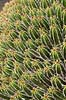 Kaktus. Kaktus fra Marokko i Cactus Garden Guatiza p� Lanzarote i De Kanariske �er Euphorbia echinus Lanzarote / Guatiza Spanien  Planter succulent, succulenter, sukkulent, sukkulenter
