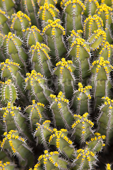 Kaktus. Kaktus fra Etiopien i Cactus Garden Guatiza p� Lanzarote i De Kanariske �er; Euphorbia polyacantha; Lanzarote / Guatiza; Spanien; ; Planter; succulent, succulenter, sukkulent, sukkulenter