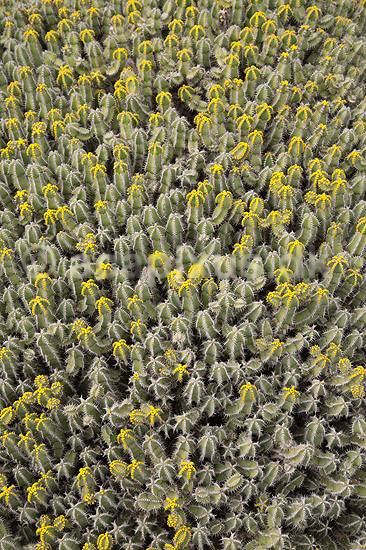 Kaktus. Kaktus fra Etiopien i Cactus Garden Guatiza p� Lanzarote i De Kanariske �er; Euphorbia polyacantha; Lanzarote / Guatiza; Spanien; ; Planter; succulent, succulenter, sukkulent, sukkulenter