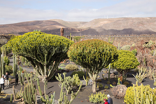 Kaktus. Kaktus i Cactus Garden Guatiza p� Lanzarote i De Kanariske �er; Euphorbia; Lanzarote / Guatiza; Spanien; ; Planter; succulent, succulenter, sukkulent, sukkulenter