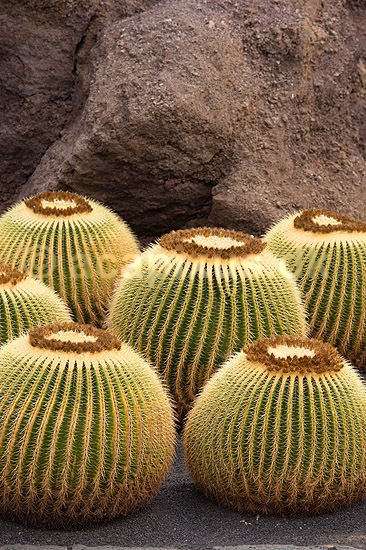 Kaktus. Kaktus i Cactus Garden Guatiza p� Lanzarote i De Kanariske �er; Echinocactus grusonii; Lanzarote / Guatiza; Spanien; ; Planter; succulent, succulenter, sukkulent, sukkulenter