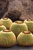Kaktus. Kaktus i Cactus Garden Guatiza p� Lanzarote i De Kanariske �er Echinocactus grusonii Lanzarote / Guatiza Spanien  Planter succulent, succulenter, sukkulent, sukkulenter