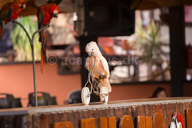 Kakadu. Rosa kakadu cykler til papeg�jeshow i Rancho Texas Park p� Lanzarote; Eolophus roseicapillus, Cacatuidae; Lanzarote; Spanien; ; Fugle; 