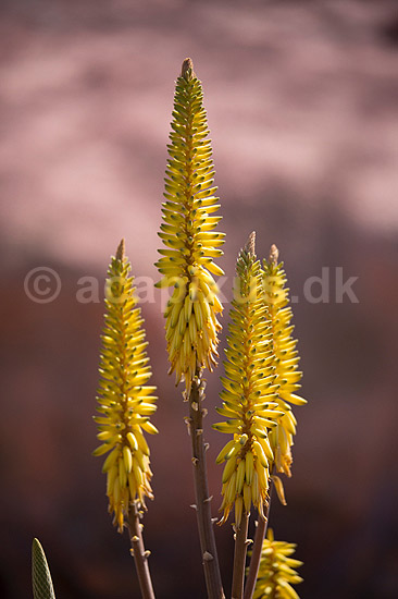 Aloe. Blomst af aloe i Rancho Texas Park p� Lanzarote i De Kanariske �er; Aloe barbadensis (Aloe vera), Liliaceae; Lanzarote; Spanien; ; Planter; 