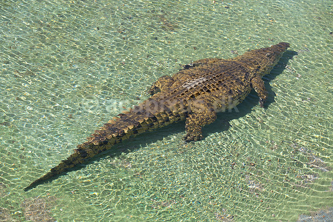Saltvandskrokodille. Saltvands krokodille i Rancho Texas Park p� Lanzarote i De Kanariske �er; Crocodylus johnsoni, Crocodylidae; Lanzarote; Spanien; ; Krybdyr; 