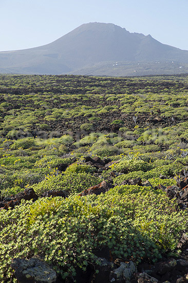 Pionerplanter. Pionerplanter p� lavasletten Malpais de la Corona med vulkanen Monta Coronea i baggrunden p� den nordlige del af Lanzarote i De Kanariske �er; ; Lanzarote; Spanien; ; Planter; succulent, succulenter, sukkulent, sukkulenter, pionerplanter