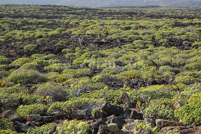 Malpais de la Corona. Pionerplanter p� lavasletten Malpais de la Corona p� den nordlige del af Lanzarote i De Kanariske �er; ; Lanzarote; Spanien; ; Planter; succulent, succulenter, sukkulent, sukkulenter, pionerplanter