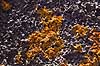 Lav. Lav voksende p� lavastykke p� lavaslette p� Lanzarote, De Kanariske �er  Lanzarote / Guatiza Spanien  Planter 