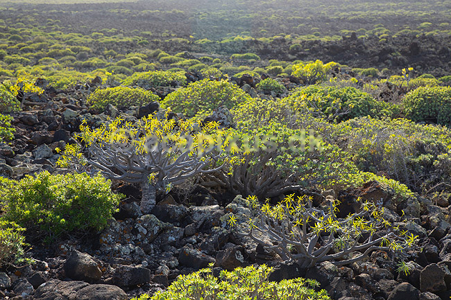 Pionerplanter. Pionerplanter p� lavasletten Malpais de la Corona med vulkanen Monta Coronea i baggrunden p� den nordlige del af Lanzarote i De Kanariske �er; ; Lanzarote; Spanien; ; Planter; succulent, succulenter, sukkulent, sukkulenter, pionerplanter