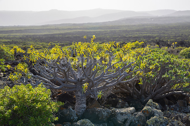 Pionerplanter. Pionerplanter p� lavasletten Malpais de la Corona med vulkanen Monta Coronea i baggrunden p� den nordlige del af Lanzarote i De Kanariske �er; ; Lanzarote; Spanien; ; Planter; succulent, succulenter, sukkulent, sukkulenter, pionerplanter