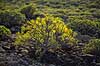 Pionerplanter. Pionerplanter p� lavasletten Malpais de la Corona med vulkanen Monta Coronea i baggrunden p� den nordlige del af Lanzarote i De Kanariske �er  Lanzarote Spanien  Planter succulent, succulenter, sukkulent, sukkulenter, pionerplanter