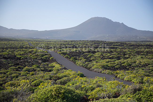 Malpais de la Corona. Pionerplanter p� lavasletten Malpais de la Corona med vulkanen Monta Coronea i baggrunden p� den nordlige del af Lanzarote i De Kanariske �er; ; Lanzarote; Spanien; ; Planter; succulent, succulenter, sukkulent, sukkulenter, pionerplanter