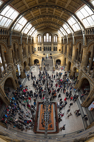 Natural History Museum. Central Hall i London Natural History Museum med udstilling af Brontosaurus skelet; ; Natural History Museum / London; England; ; ; Museer, publikum, sev�rdigheder, pal�ontologi forsteninger fossiler jurassic dinosaurus dinosauere