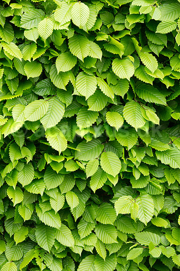 B�geh�k. Friske gr�nne blade p� h�k af b�g; Fagus sylvatica; M�l�v; ; ; planter; H�kke, gr�nt, for�r, have, haver