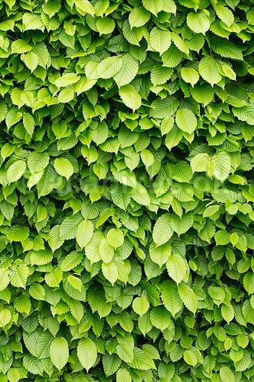 B�geh�k. Friske gr�nne blade p� h�k af b�g; Fagus sylvatica; M�l�v; ; ; planter; H�kke, gr�nt, for�r, have, haver