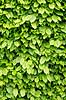 B�geh�k. Friske gr�nne blade p� h�k af b�g Fagus sylvatica M�l�v   planter H�kke, gr�nt, for�r, have, haver