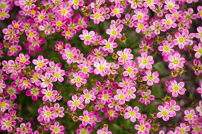 Stenbr�k. Blomstrende stenbr�k; Saxifraga; M�l�v; ; ; planter; Blomster, blomst, staude, stauder, stenbedsplanter