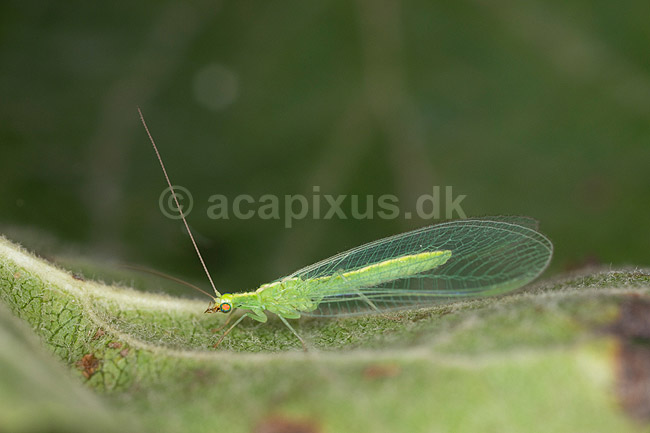 Guld�je; Chrysopa spec; Led�je; ; ; insekter; Guld�jer, Chrysopidae