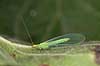 Guld�je Chrysopa spec Led�je   insekter Guld�jer, Chrysopidae