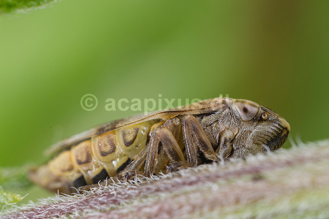 Ellecikade. ; ; Led�je; ; ; insekter; N�bmundede
