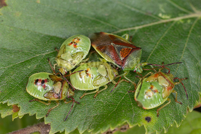 Almindelig l�vt�ge. Voksen t�ge med nymfer; Elasmostethus interstinctus; Led�je; ; ; insekter; 