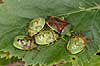 Almindelig l�vt�ge. Voksen t�ge med nymfer Elasmostethus interstinctus Led�je   insekter 