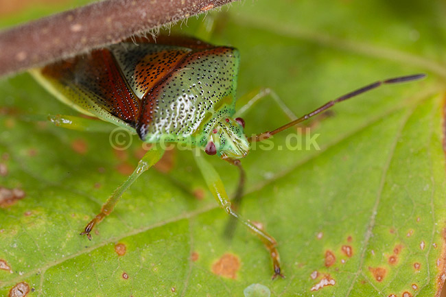 Almindelig l�vt�ge. Voksen t�ge med nymfer; Elasmostethus interstinctus; Led�je; ; ; insekter; 