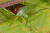 Almindelig l�vt�ge. Voksen t�ge med nymfer Elasmostethus interstinctus Led�je   insekter 