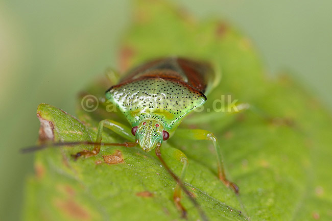 Almindelig l�vt�ge. Voksen t�ge med nymfer; Elasmostethus interstinctus; Led�je; ; ; insekter; 