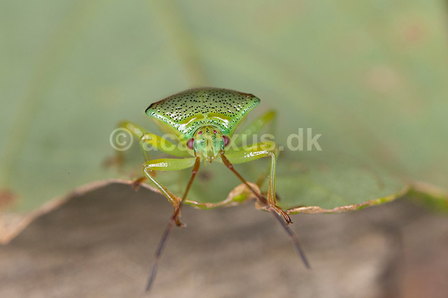 Almindelig l�vt�ge. Voksen t�ge med nymfer; Elasmostethus interstinctus; Led�je; ; ; insekter; 